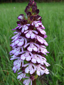 Orchis purpurea